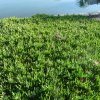 Pigface eaten by children along the waterways of Botany Bay